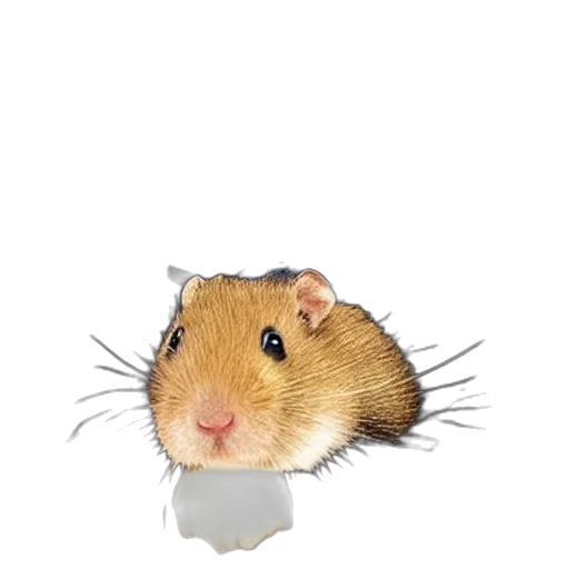 animal, hat, creature, food transparent PNG cut-out