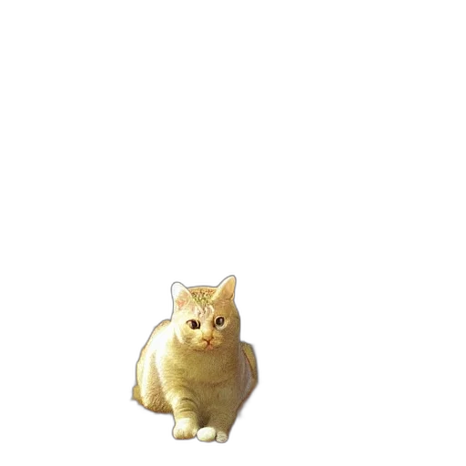 animal, creature, staff, food transparent PNG cut-out