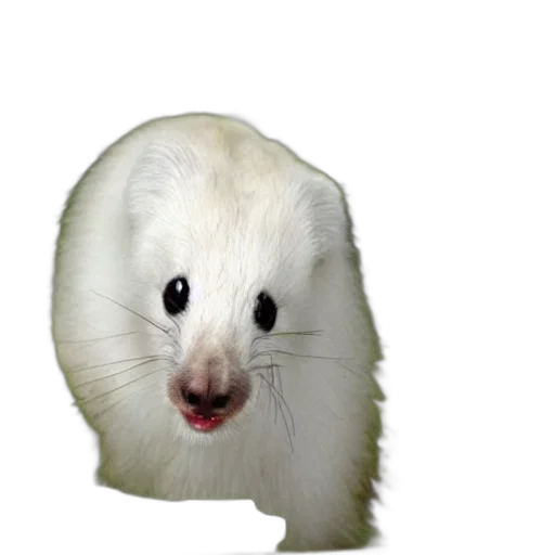 animal, creature, face, hat transparent PNG cut-out