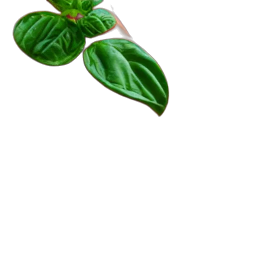 staff, flower, tree, food transparent PNG cut-out