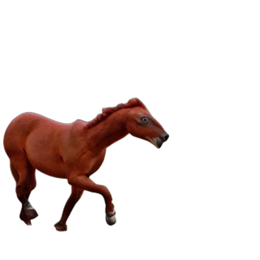 animal, creature, hat, robot transparent PNG cut-out