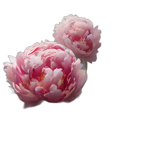 flower, crown, jewelry, hair transparent PNG cut-out