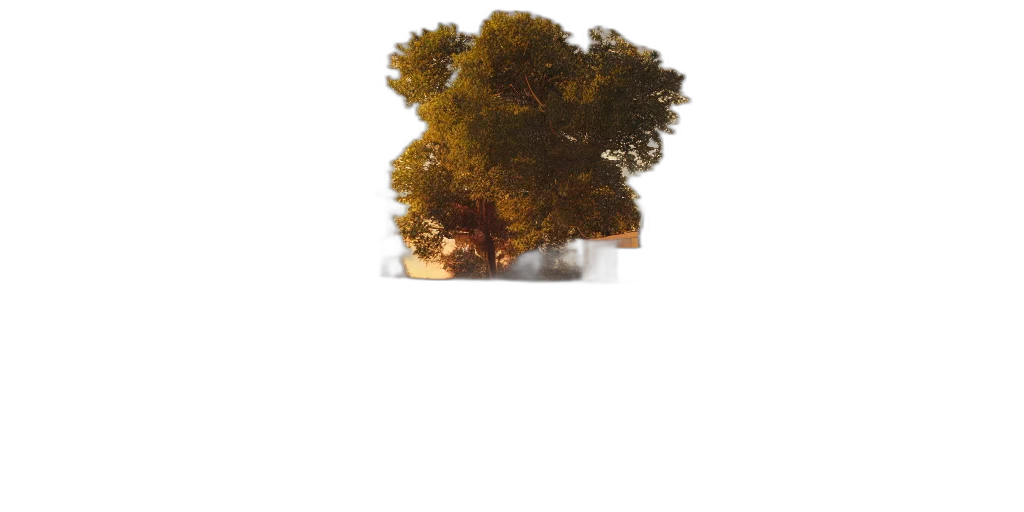 tree, crown, hair, hat transparent PNG cut-out