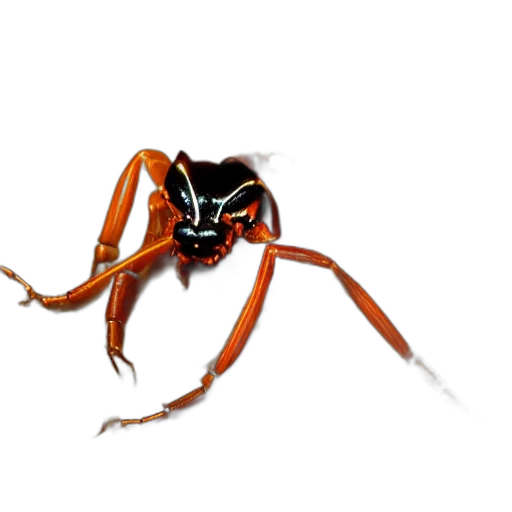 animal, creature, mask, weapon, concept art, 3d render, photorealistic, pixel art transparent PNG cut-out