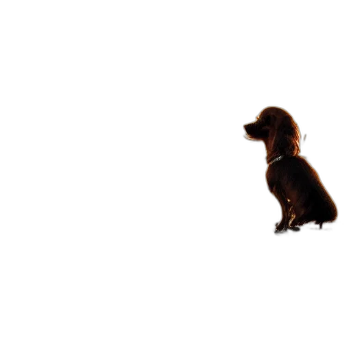 animal, creature, staff, hair transparent PNG cut-out