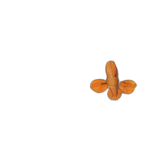 food, flower, crown, jewelry transparent PNG cut-out