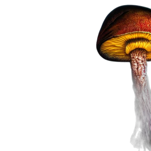 hair, hat, crown, food, photorealistic, 3d render, concept art, dark transparent PNG cut-out