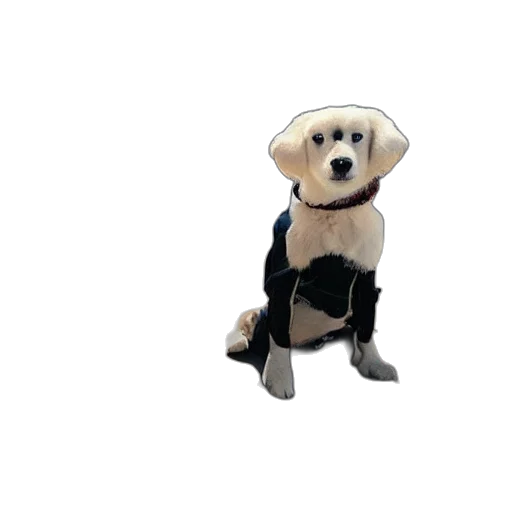 jacket, staff, animal, robot, 3d render, pixel art, concept art, watercolor transparent PNG cut-out