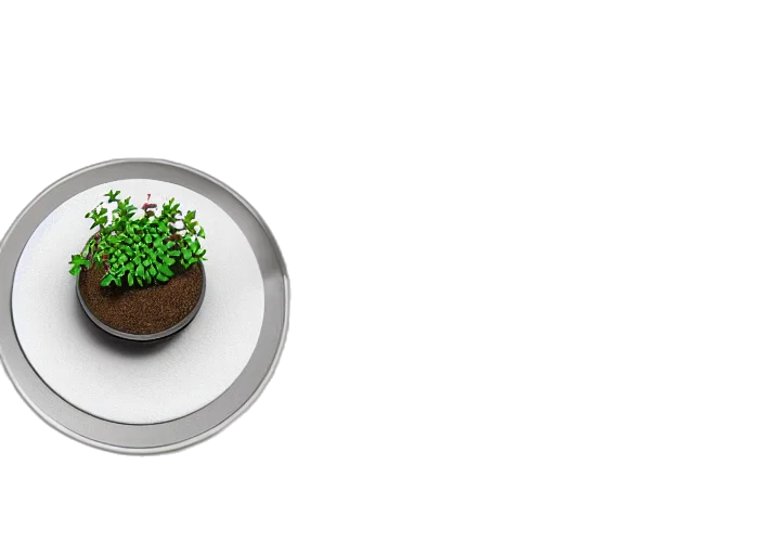food, flower, jewelry, crown transparent PNG cut-out