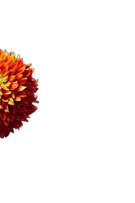 flower, crown, hair, umbrella transparent PNG cut-out