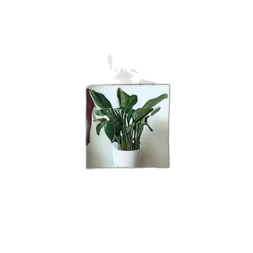 flower, tree, crown, dragon, photorealistic, 3d render, vaporwave, oil painting transparent PNG cut-out