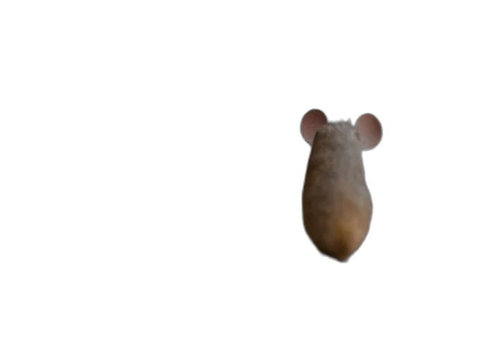 animal, food, hat, creature transparent PNG cut-out