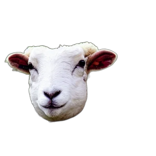 animal, mask, face, hat, 3d render, pixel art, photorealistic, sheep transparent PNG cut-out