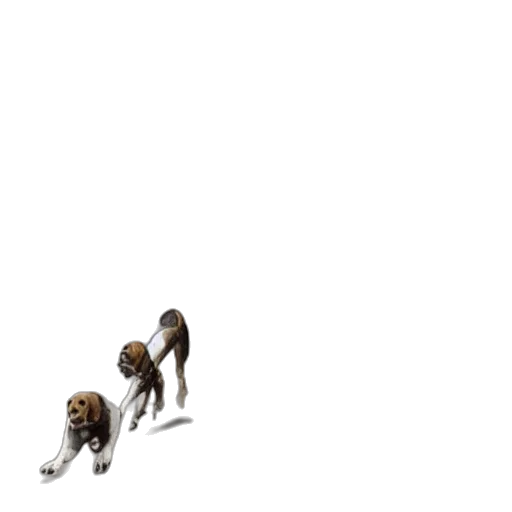 animal, creature, hair, staff transparent PNG cut-out