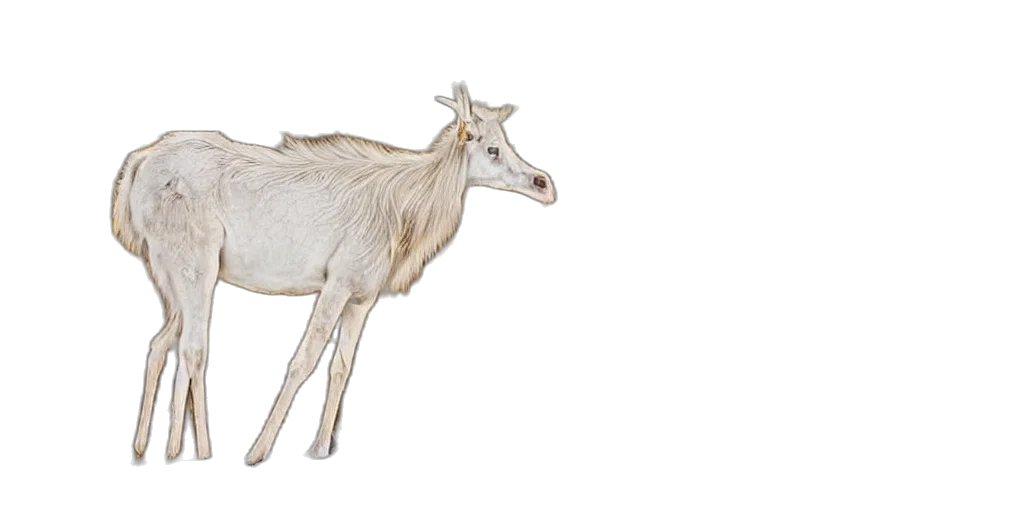 animal, creature, staff, crown transparent PNG cut-out