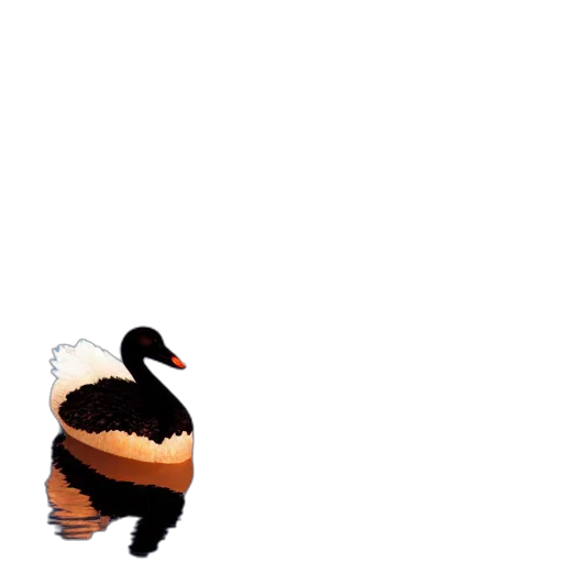 animal, creature, hat, hair transparent PNG cut-out