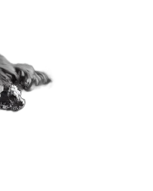 animal, shoes, hair, creature, photorealistic, 3d render, concept art, monochrome transparent PNG cut-out