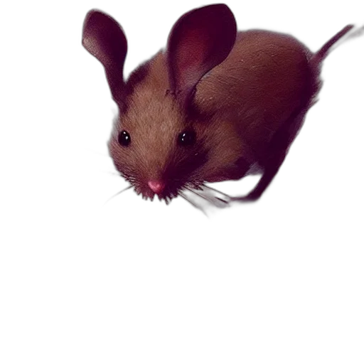 animal, creature, hair, hat, photorealistic, 3d render, concept art, watercolor transparent PNG cut-out