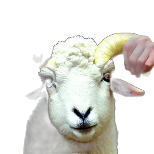 animal, weapon, creature, face, photorealistic, 3d render, pixel art, gordon transparent PNG cut-out