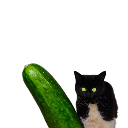 animal, food, weapon, creature transparent PNG cut-out