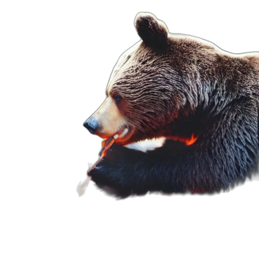 animal, creature, face, food transparent PNG cut-out