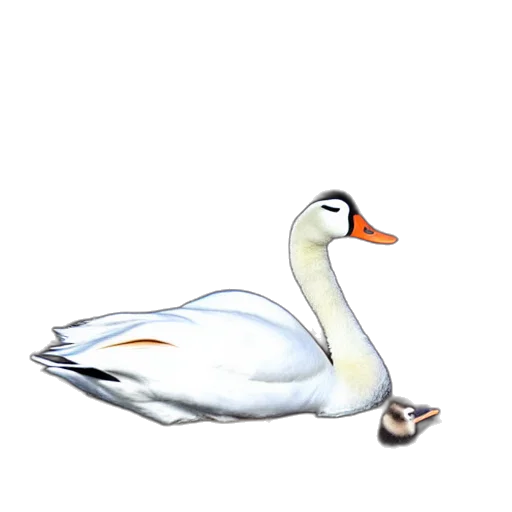 animal, creature, shoes, weapon transparent PNG cut-out