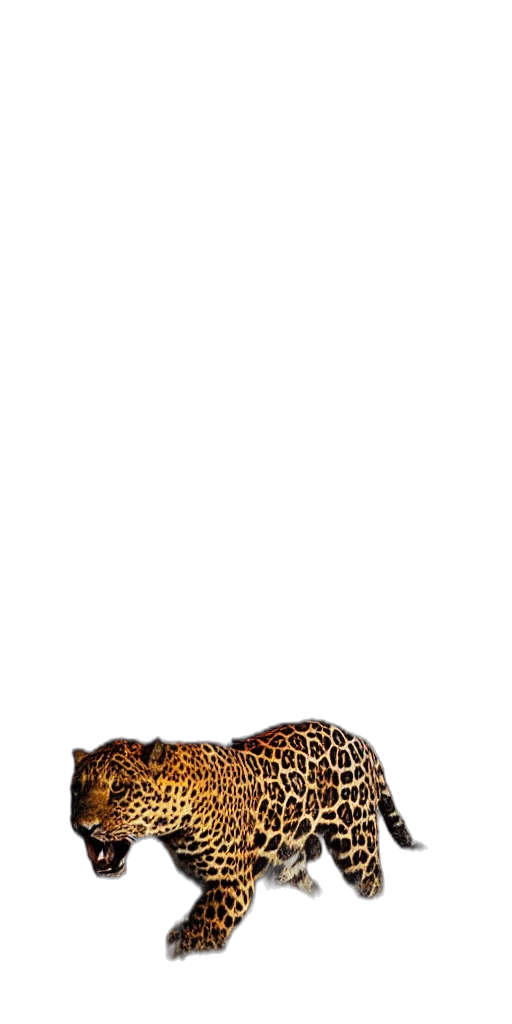 shoes, animal, hat, crown, photorealistic, 3d render, pixel art, concept art transparent PNG cut-out