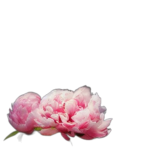 flower, crown, jacket, jewelry, photorealistic, 3d render, pixel art, oil painting transparent PNG cut-out