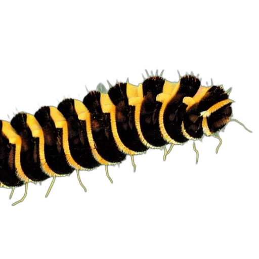 animal, creature, hair, staff transparent PNG cut-out