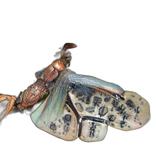 jewelry, shoes, dragon, staff, photorealistic, concept art, watercolor, fantasy art transparent PNG cut-out