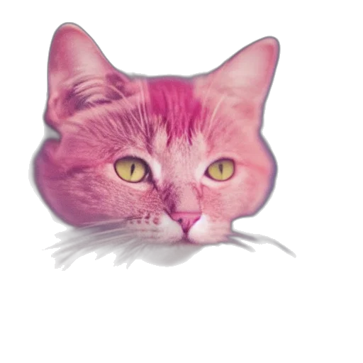 animal, face, creature, hat transparent PNG cut-out