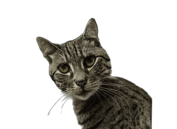animal, staff, face, creature transparent PNG cut-out