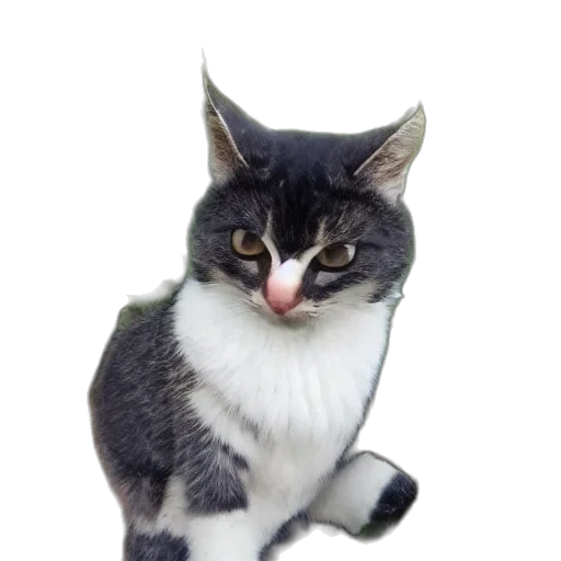 staff, animal, hat, creature transparent PNG cut-out
