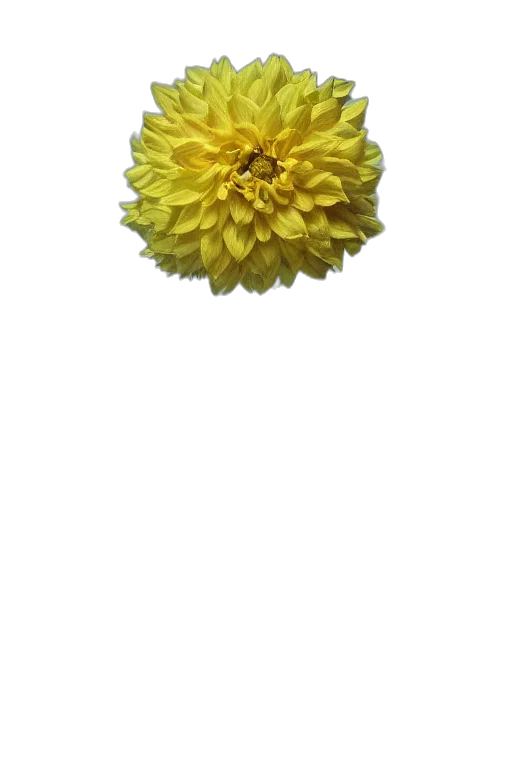 flower, crown, jewelry, staff, photorealistic, 3d render, oil painting, pixel art transparent PNG cut-out