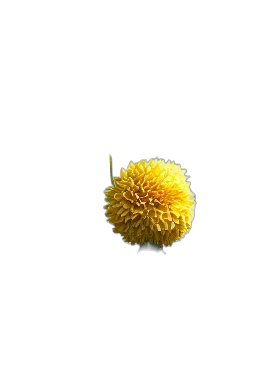 flower, crown, food, hair, 3d render, photorealistic, pixel art, concept art transparent PNG cut-out