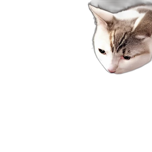 animal, creature, face, hat transparent PNG cut-out
