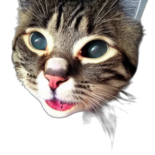 animal, creature, face, mask transparent PNG cut-out