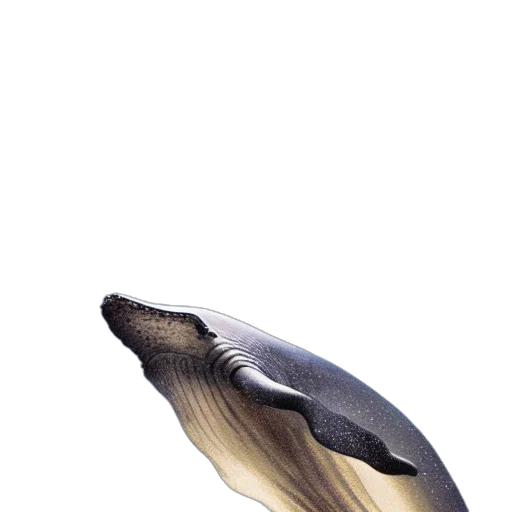 animal, hair, shoes, hat transparent PNG cut-out