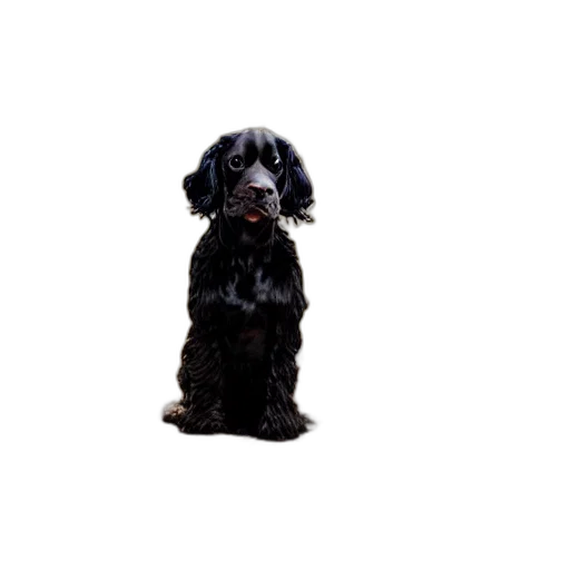 animal, staff, creature, face transparent PNG cut-out