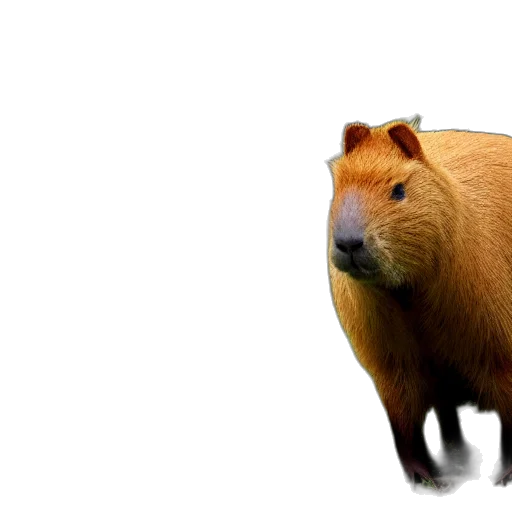 animal, creature, food, hair transparent PNG cut-out