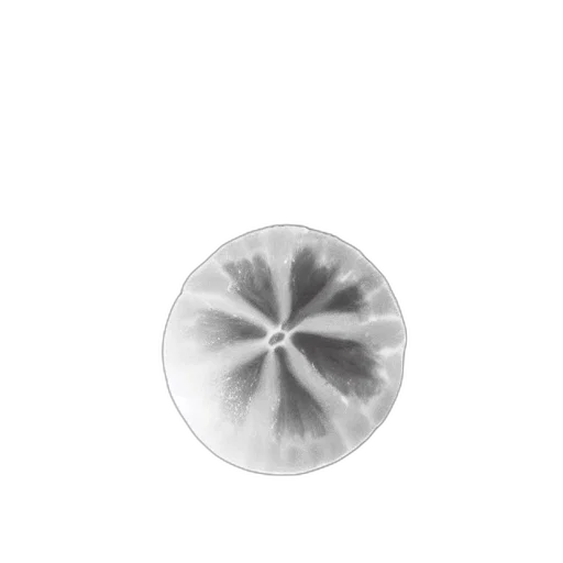 flower, umbrella, jewelry, crown transparent PNG cut-out