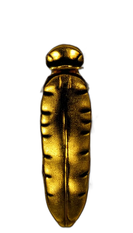 bottle, crown, jewelry, dress transparent PNG cut-out