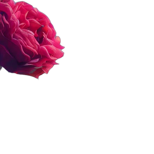 flower, crown, umbrella, jewelry transparent PNG cut-out