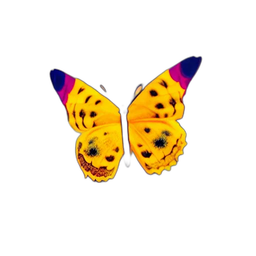 animal, creature, jewelry, umbrella transparent PNG cut-out