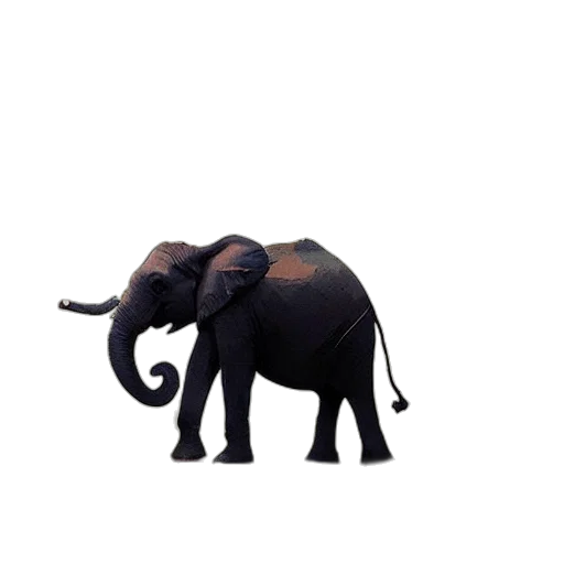 animal, creature, umbrella, weapon transparent PNG cut-out