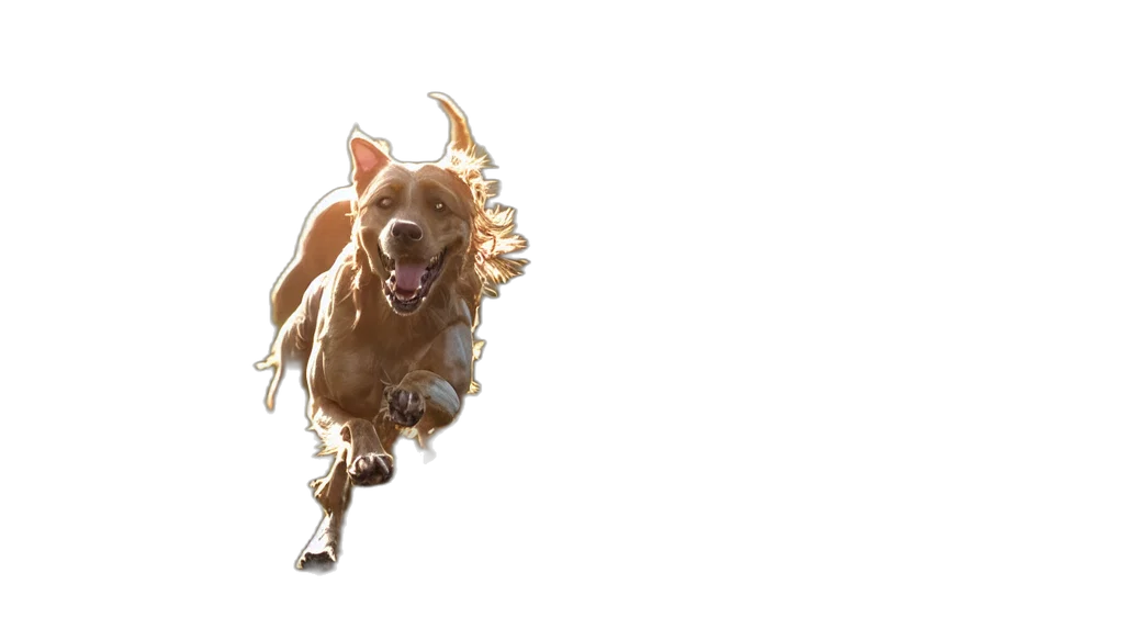 animal, creature, concept art, fantasy art transparent PNG cut-out