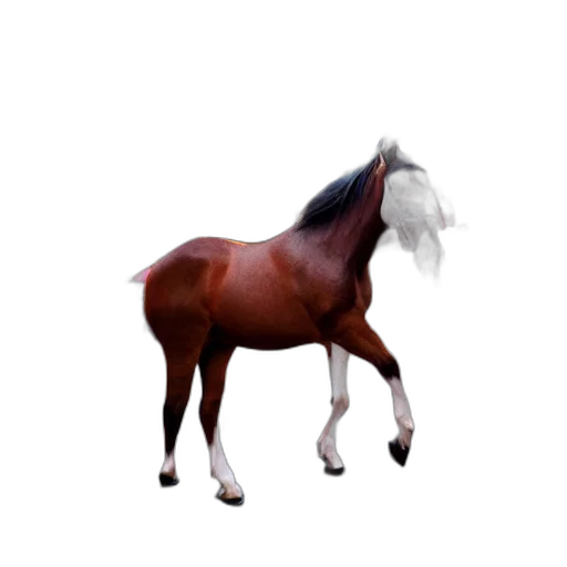 animal, creature, hair, hat transparent PNG cut-out