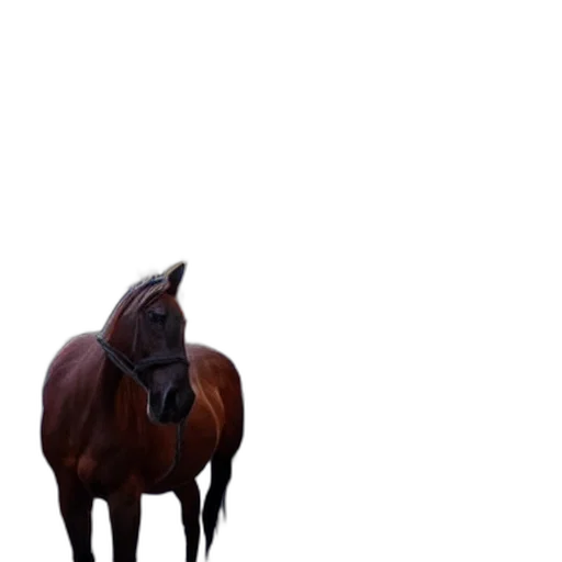 animal, creature, hat, crown transparent PNG cut-out
