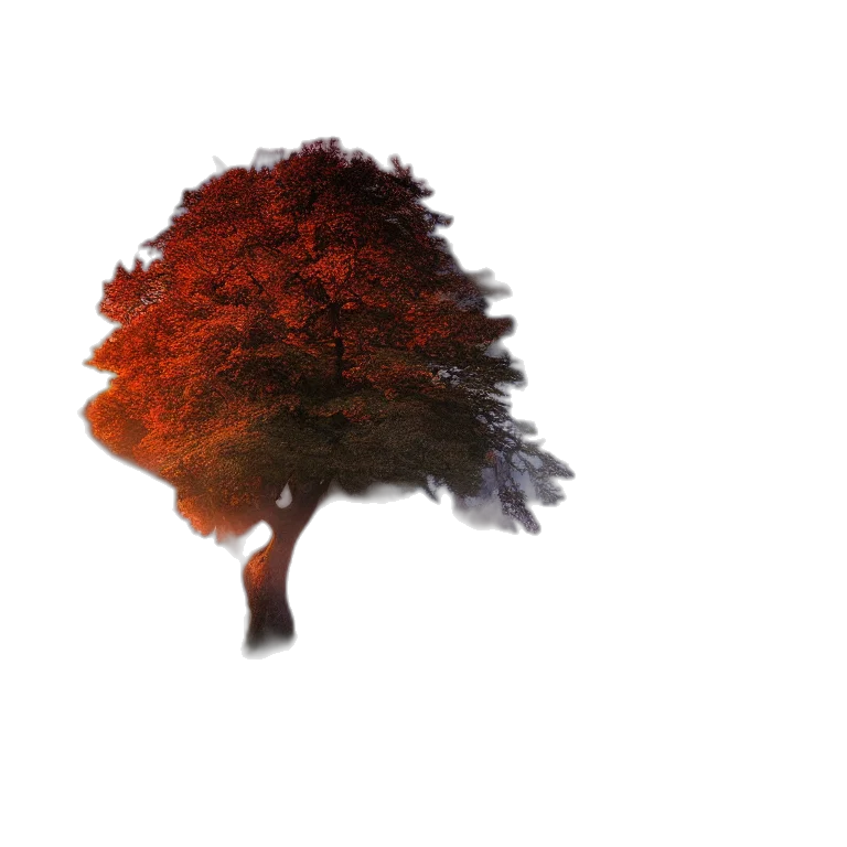 tree, crown, hair, hat transparent PNG cut-out