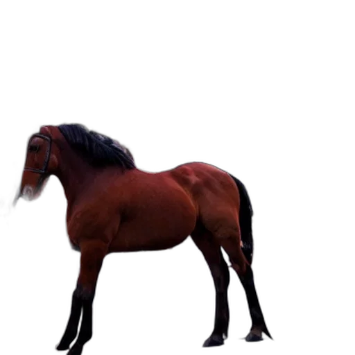 animal, creature, hair, hat transparent PNG cut-out